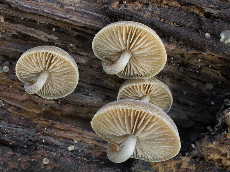 Simocybe suptuosa